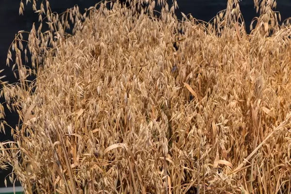 Weizen am Messestand von Landwirtschafts-Simulator 19