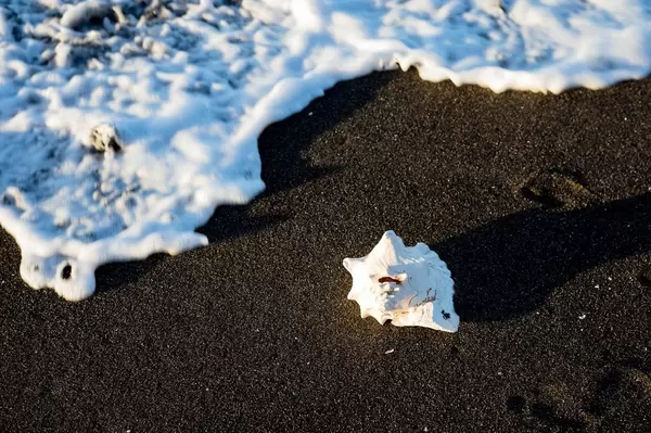 Welle und eine Muschelschale auf dem Sand