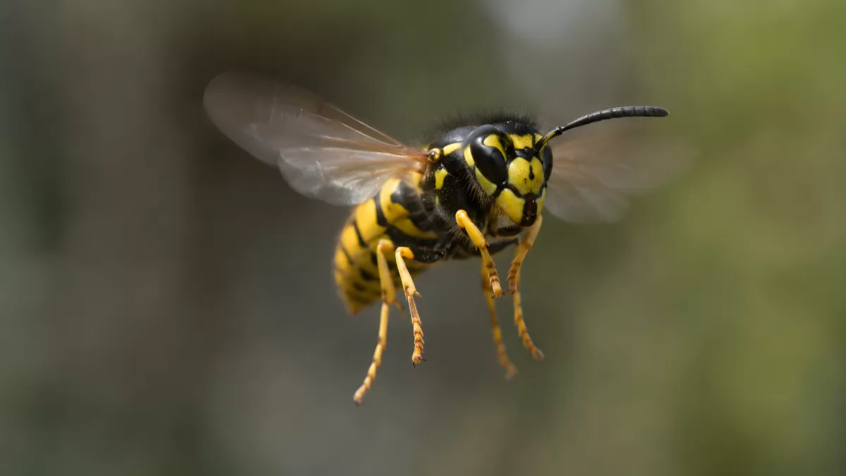 Wespe im Flug – Nahaufnahme mit Bokeh-Hintergrund
