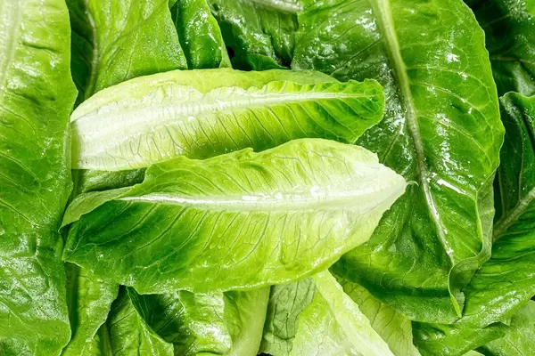 Wet leaves of fresh Romaine lettuce (Flip 2019)