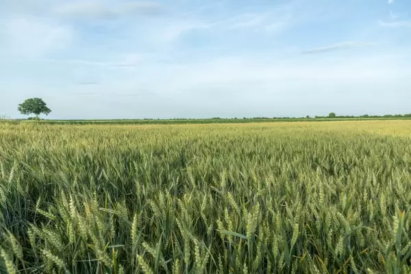 Wheat Fields on a sunny day with beautiful blue sky