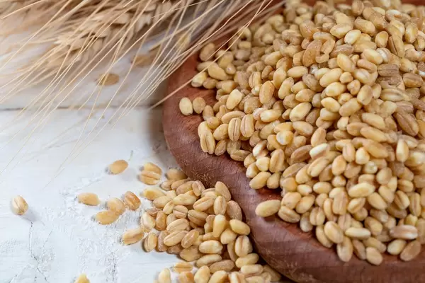 Wheat ripe in spikelets and grain