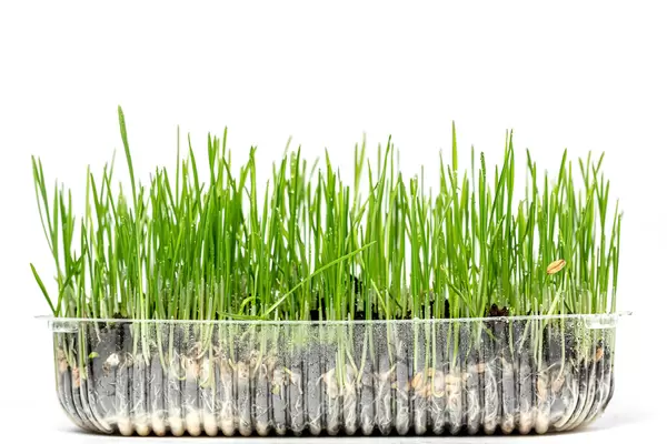 Wheat sprouting with droplets on leaves