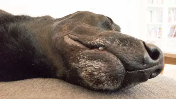 When your lovely dog passes away