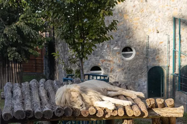 White African Lion sleeping in the Zoo