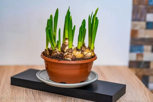 White and yellow daffodils Onions
