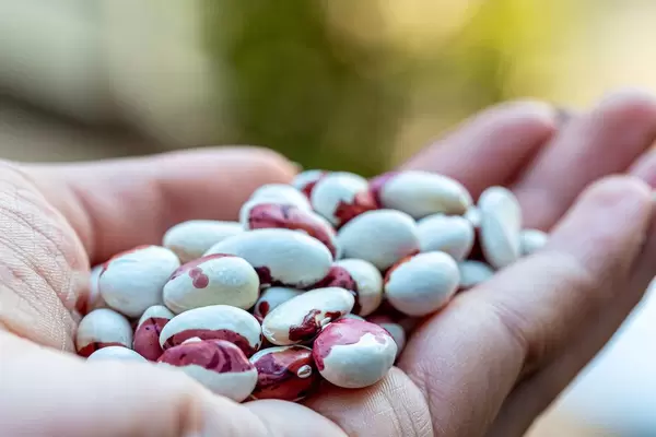 White beans in hand