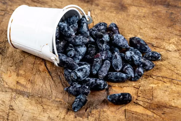 White bucket with honeysuckle berries scattered on a wooden background