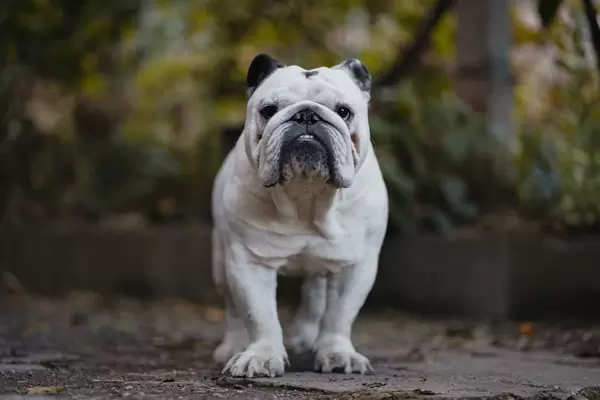 White Bulldog in the Yard