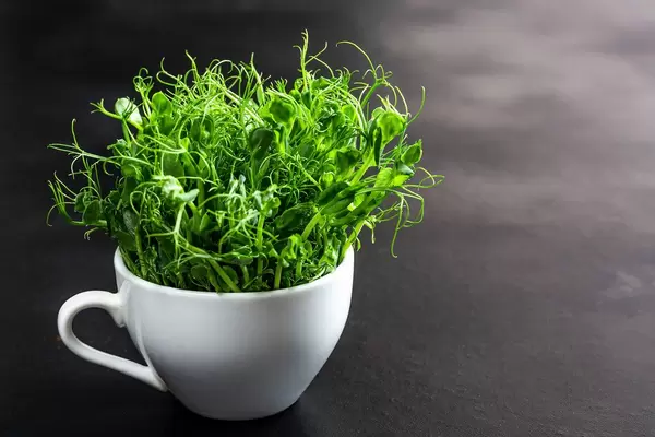 White Cup with the green shoots of peas on a black background