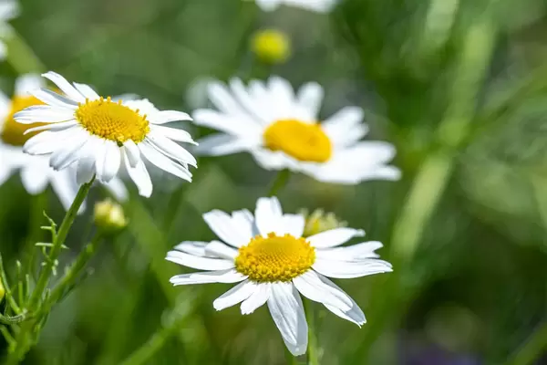 White daisies on a summer day (Flip 2019)