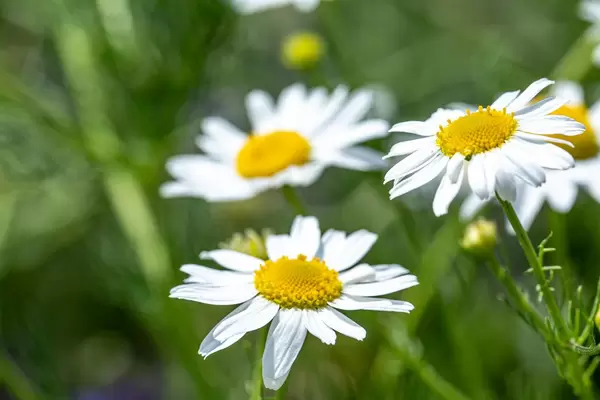 White daisies on a summer day