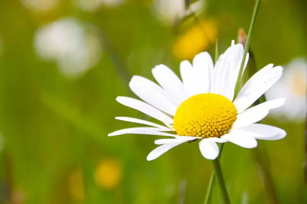 white daisy close up