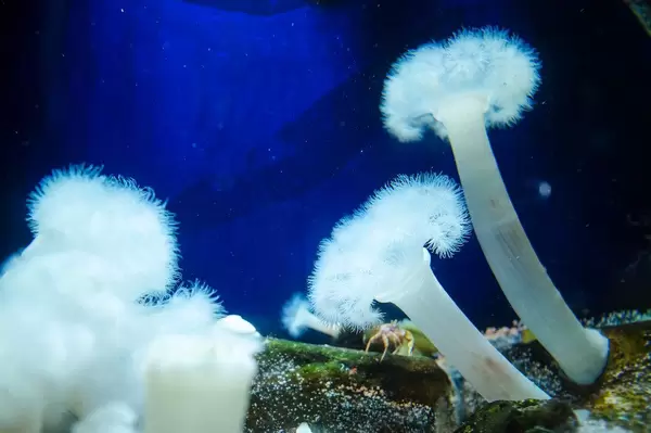 White fluffy metridiums (Flip 2019)