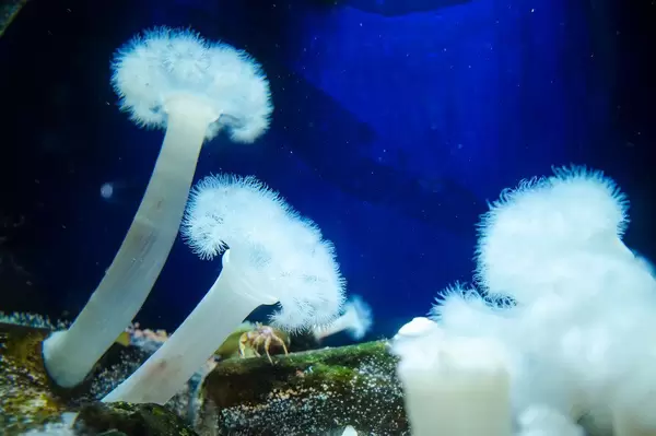 White fluffy metridiums