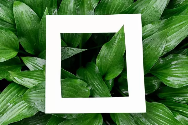 White frame on a natural background with green leaves