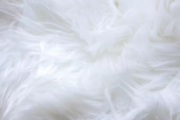 White fur Background