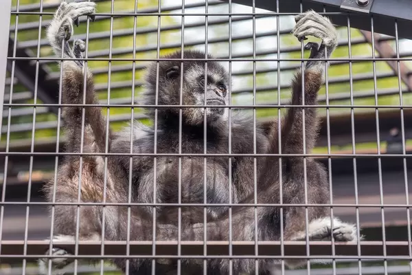 White-handed Gibbon / Weißhandgibbon