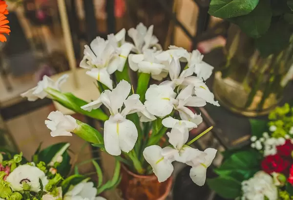White Iris Close Up Flowers (Flip 2019)