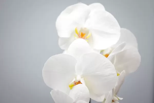 White Orchid Close-Up