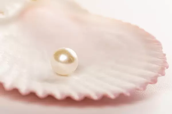 White pearl in a shell on a white background