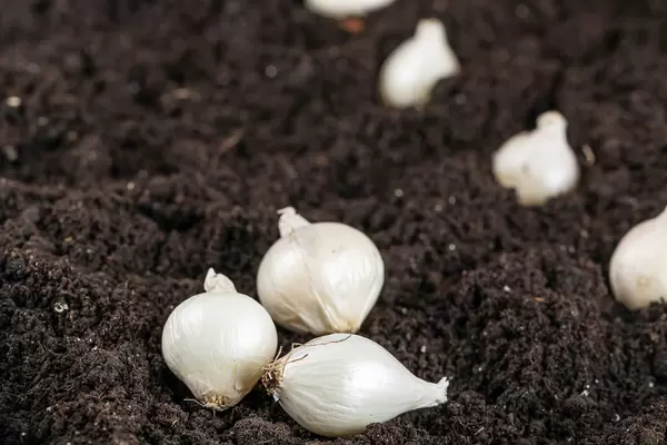 White small onion on soil background