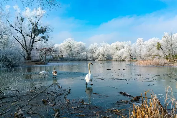 White swan standing on a frozen lake