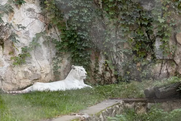 White Tiger laying on the grass in the zoo garden
