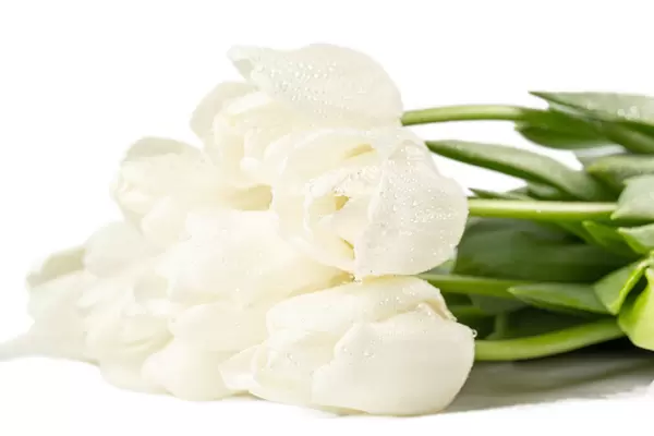White tulips bouquet with water drops, close up