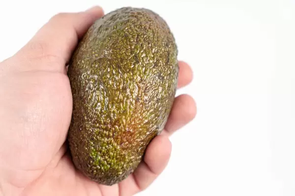 Whole Avocado in the hand above white background with copy space