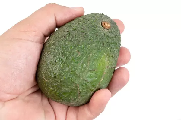 Whole fresh Avocado in the hand