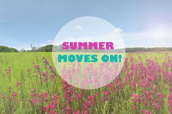 Wiesenblumen im Sommer