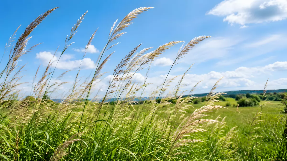 Wiesengrser im Wind unter blauem Sommerhimmel