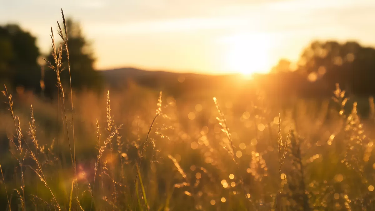Wiesenlandschaft im goldenen Abendlicht beim Sonnenuntergang