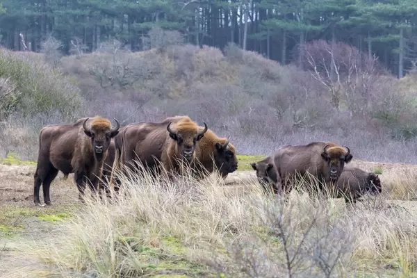 Wild bison on meadow in front of forest in Zuid Kennemerland National Park near Zandvoort, Netherlands