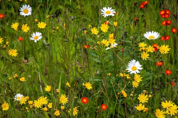 Wild Flower Close-Up