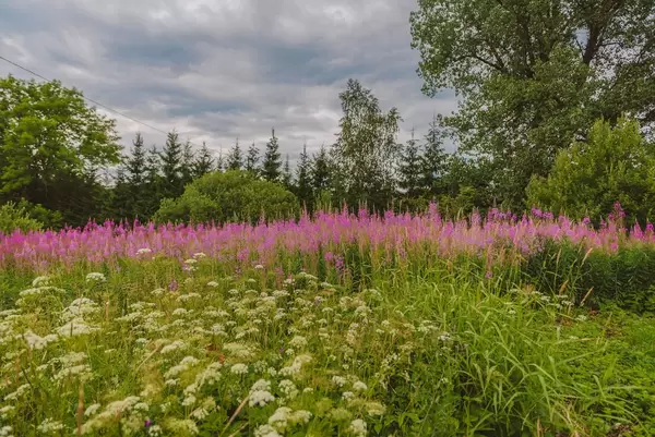 Wildblumen auf einer Wiese