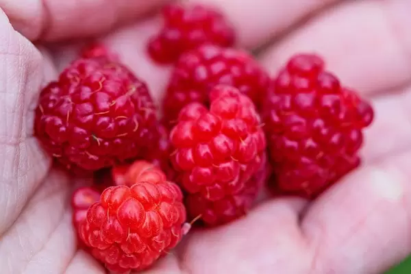 Wilde Himbeeren in einer Hand - Nahaufnahme