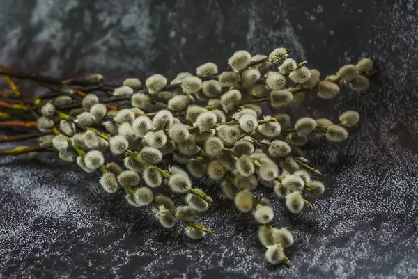 Willow Shrub on dark background.jpg