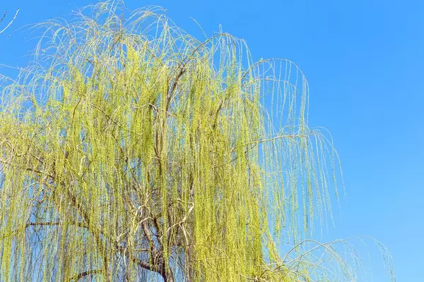 Willow tree with clear blue sky at the background