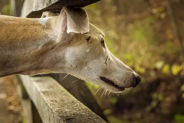 Windhund beobachtet mit ausgestrecktem Hals aufmerksam Bewegung oder Geräusch im Wald - Nahaufnahme