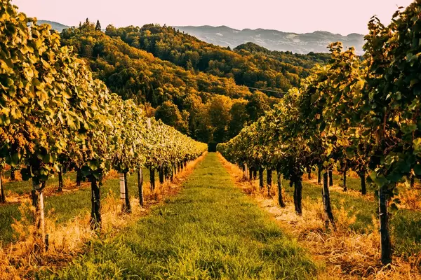 Wineyards in Austria
