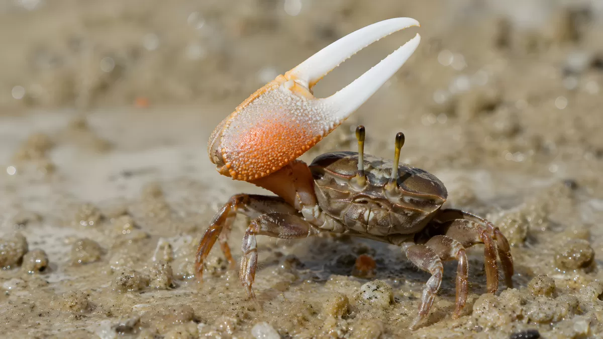 Winkerkrabbe hebt große Schere am Sandstrand