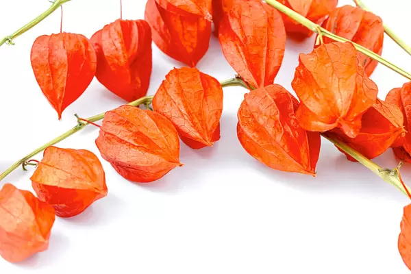 Winter cherry branches, close up