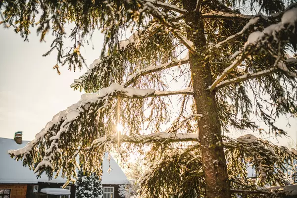 Winter Countryside Light With Snowy Trees