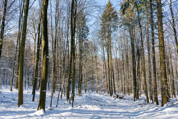Winter forrest of Hahnneide, near Hamburg city in Germany