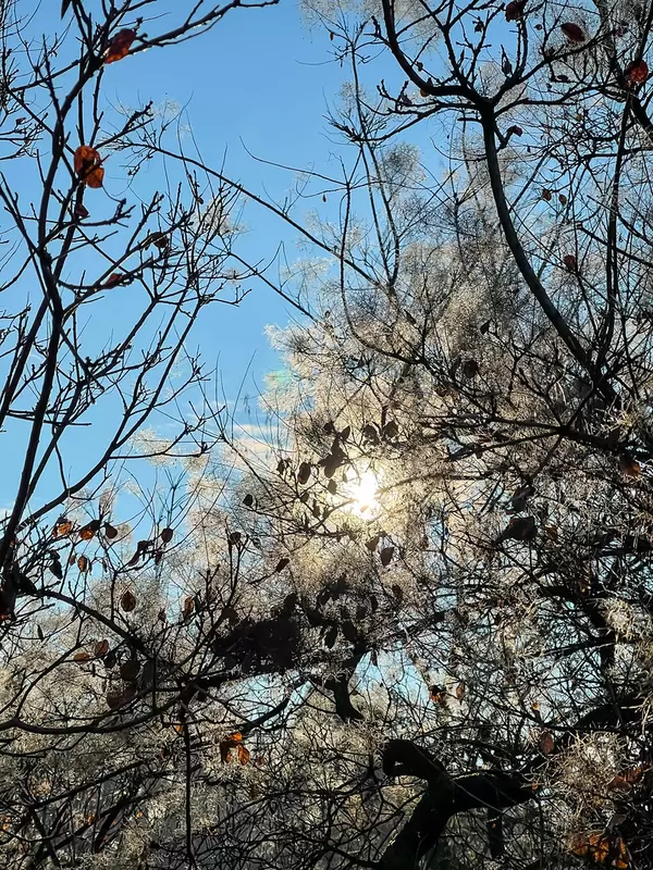 Winter sun hiding behind the tree branches with very few leaves at the end of the autumn