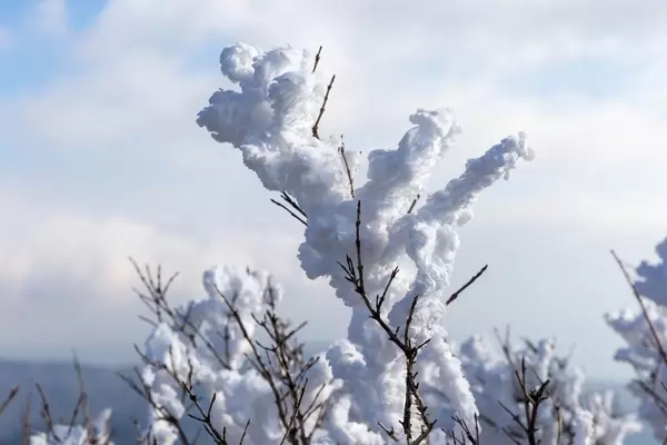 Winterlandschaft auf dem Mt. Hakone