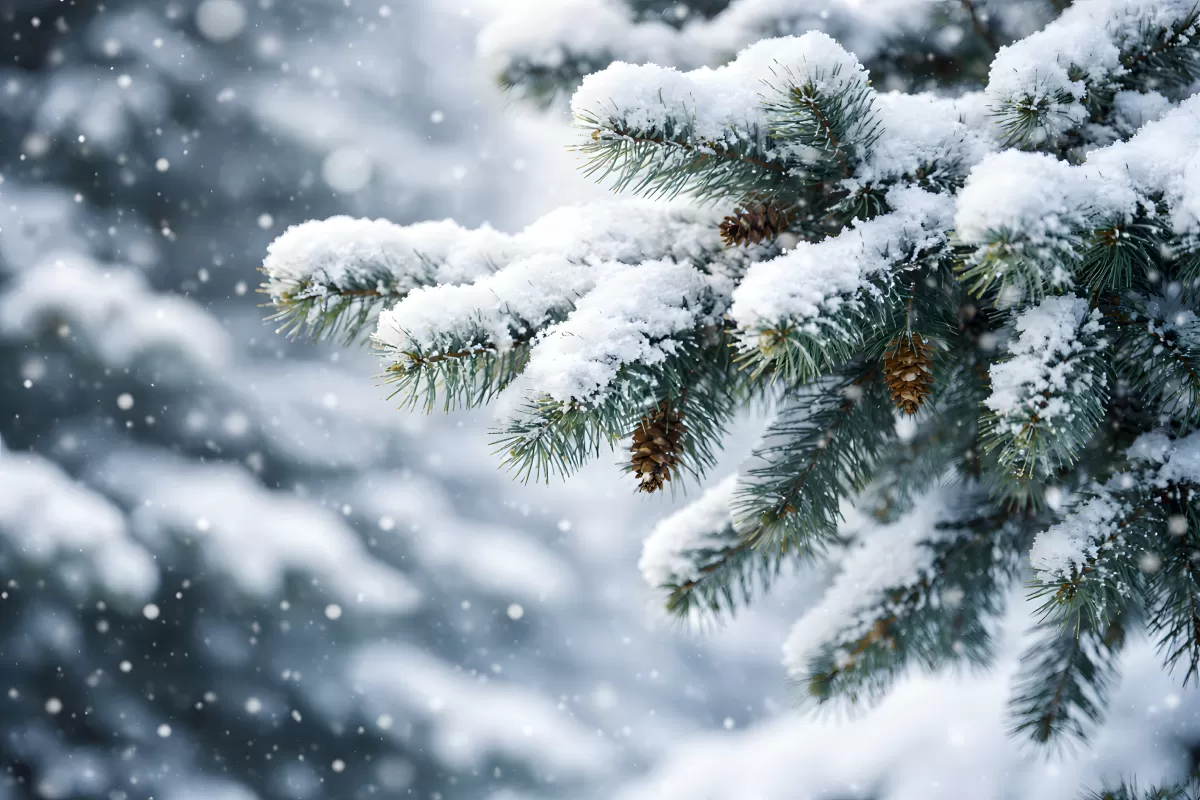 Winterlicher Schneesturm in Nadelwäldern