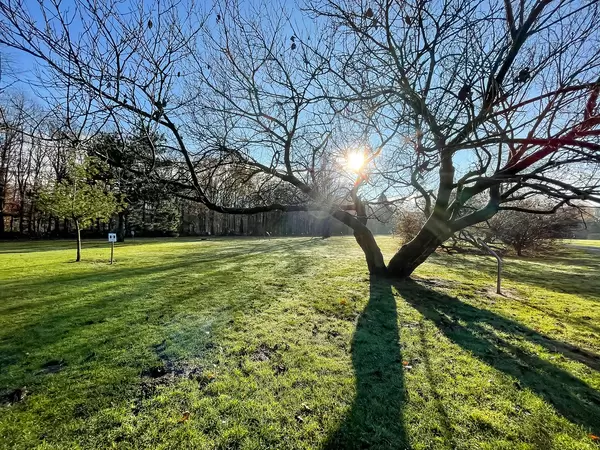 Wintersonne hinter einem Baum mit kahlen Ästen. Lange Schatten auf der grünen Wiese